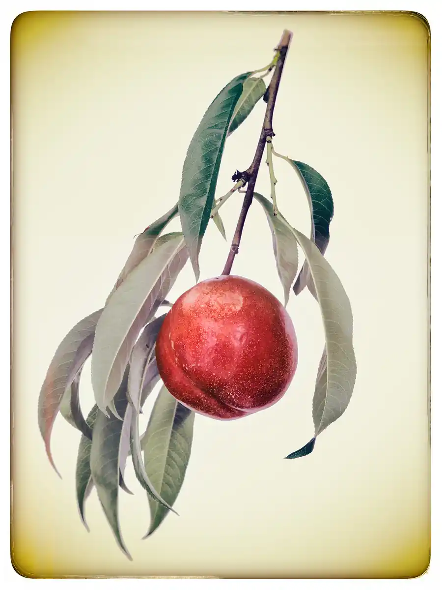 inscription c7c739482792dbb8213636f9cc002c4d14e47ebf394df6ef1857ce05bdb688a9i0